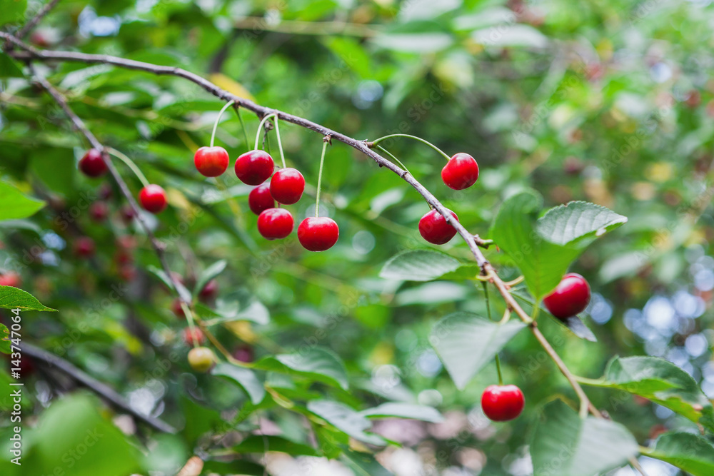 Red cherries tree branch closeup, summer garden