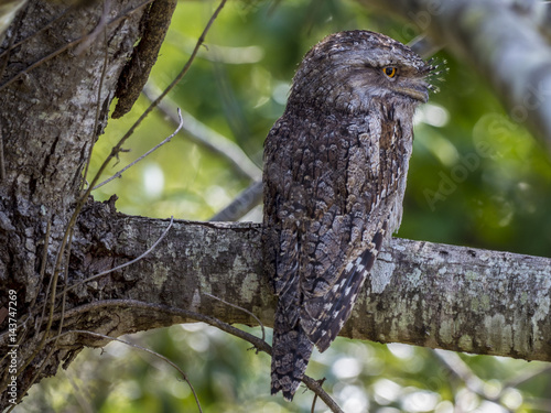 Tawny Frogmouth Profile photo