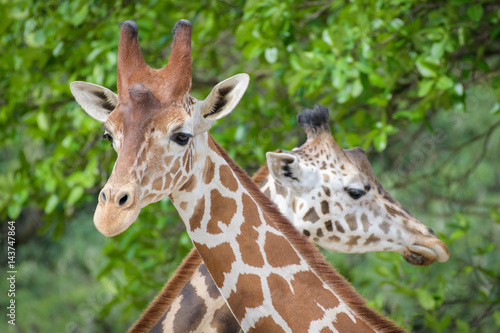 Canvas Print Crossed Giraffes