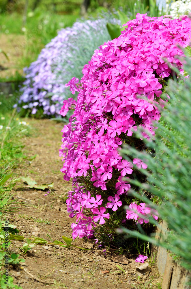 Obraz premium The flower rockery in a garden, big pink plant
