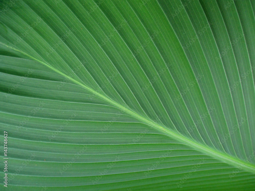 Closed up Bird of Paradise Leaf for Texture, Pattern, Background Closed up Bird of Paradise Leaf for Texture, Pattern, Background