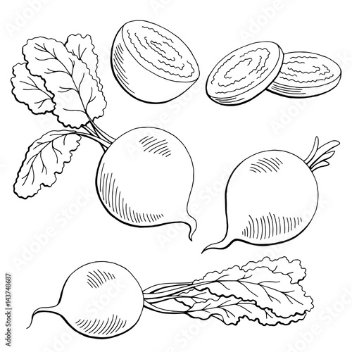 Beetroot graphic vegetable black white isolated sketch illustration vector