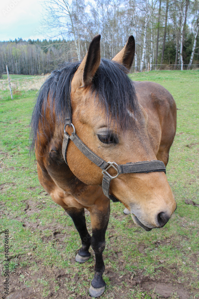 Brown horse on green grass Brown horse on green grass