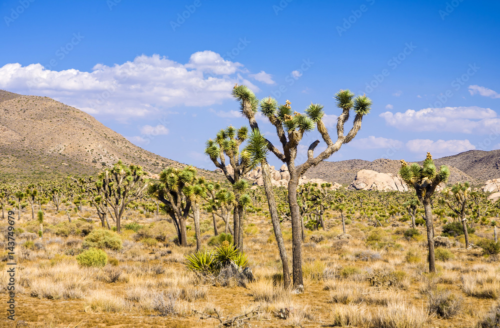 joshua tree with rocks in Joshua tree national park