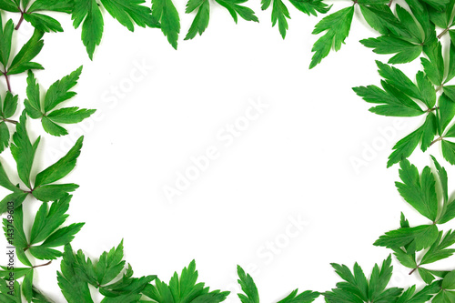 Green leaves pattern on white background. Flat lay