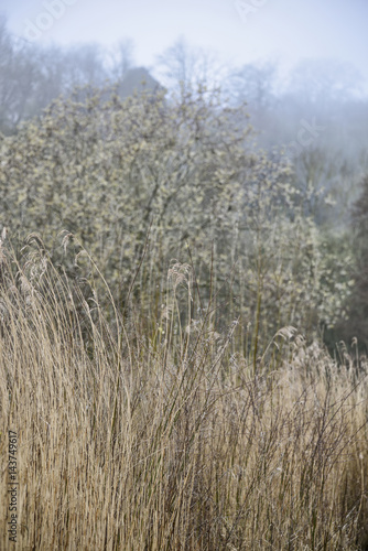 Moody foggy landscape scene of reeds and forest in backgorund