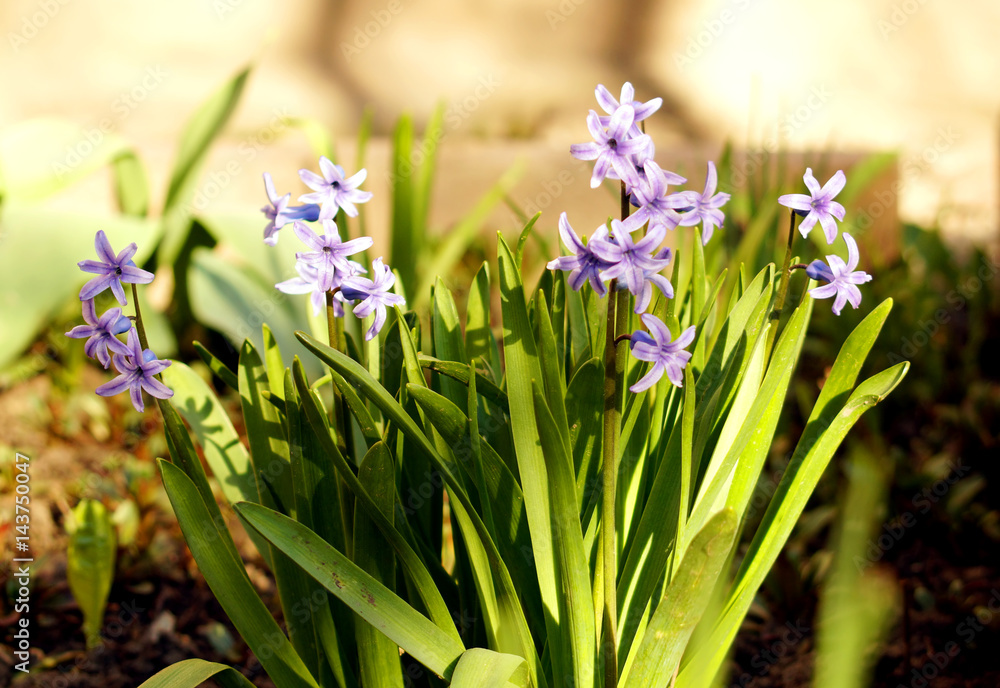 Obraz premium Few violet hyacinths blooming in the garden.