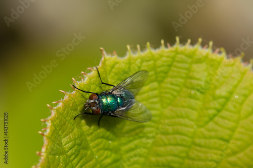 Green bluebottle fly with dew water droplets on body hair warming up in the spring sunshine on a leaf of the kiwi plant