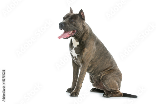 Beautiful amstaff dog © svetography