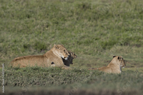 Lion © Fabrizio Moglia