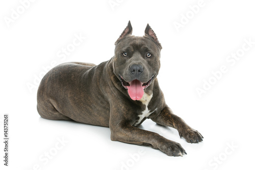 Fototapeta Naklejka Na Ścianę i Meble -  Beautiful amstaff dog