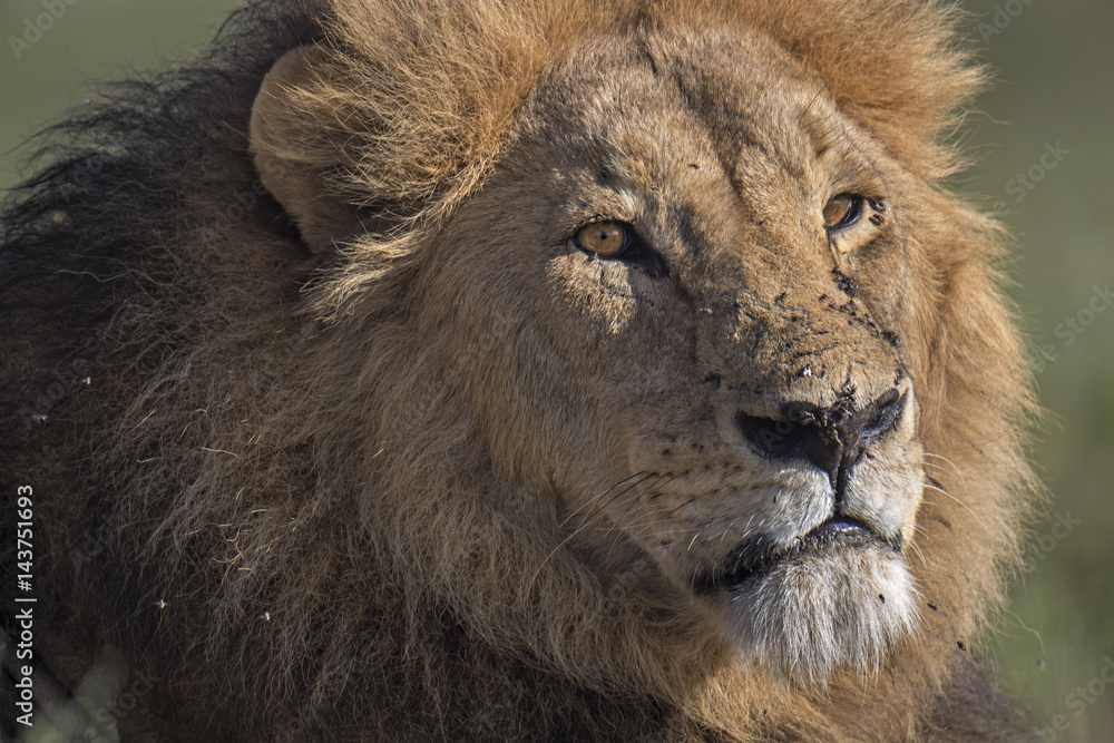 Obraz premium Lion