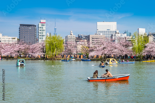 桜が満開の上野恩賜公園のボート池 / Scenery of "Shinobazu Pond" in Ueno Park where the cherry blossoms are in full bloom. Taito, Tokyo, Japan.