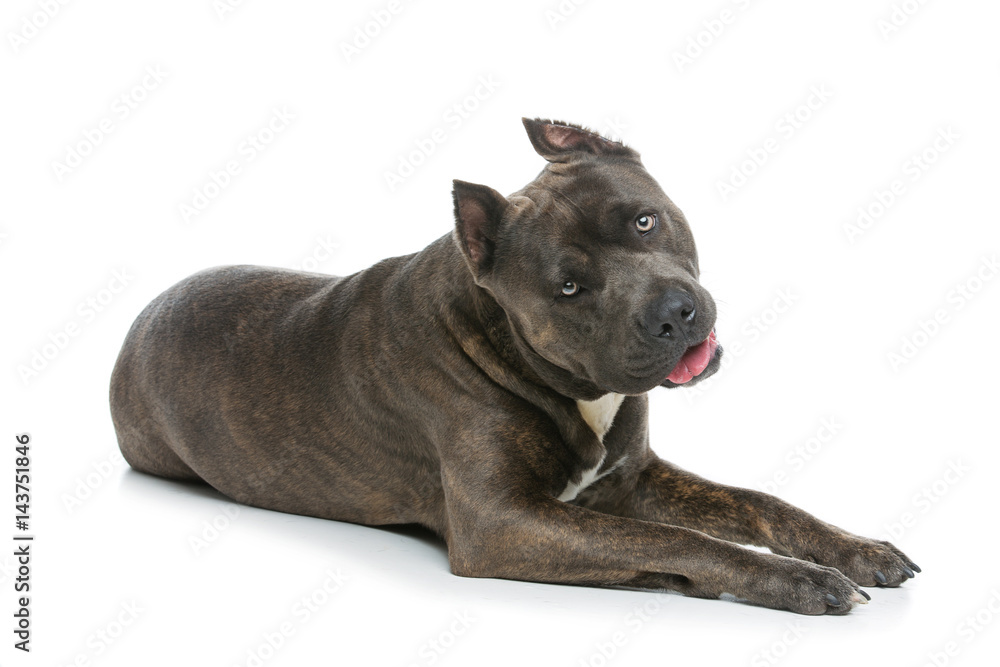 Beautiful amstaff dog