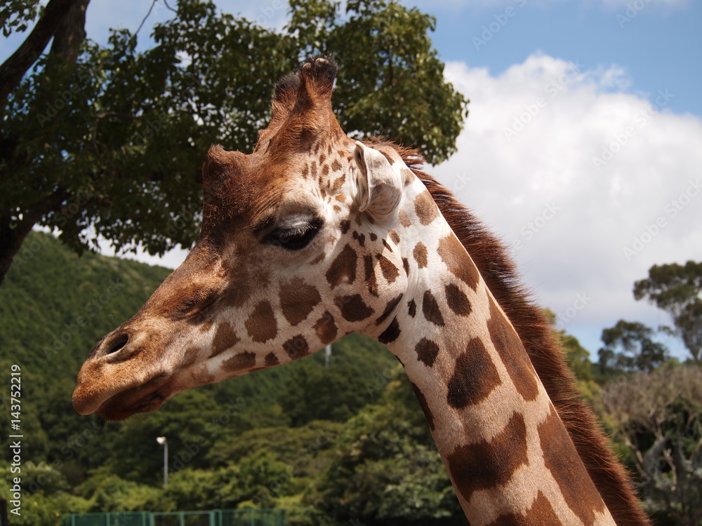 Obraz premium キリン