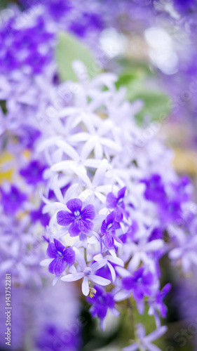 Purple Wreath, Sandpaper Vine, Queen's Wreath flower in the garden, soft focus