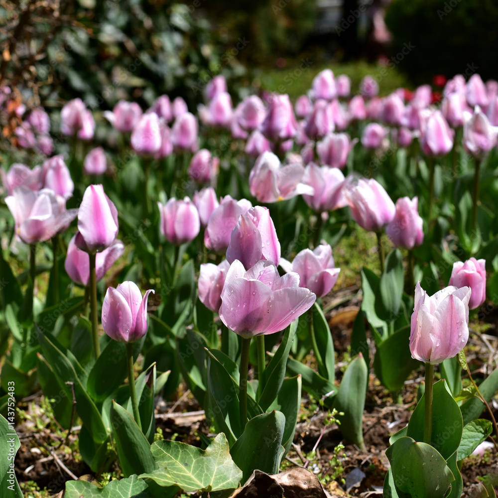 Obraz premium fresh and beautiful purple tulips on spring in Turkey
