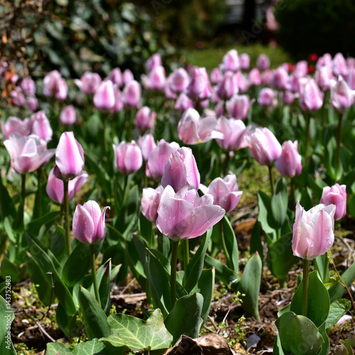 fresh and beautiful purple tulips on spring in Turkey