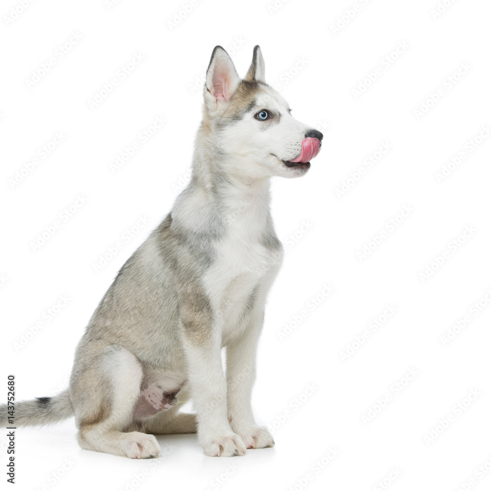Cute husky puppy dog Cute husky puppy dog