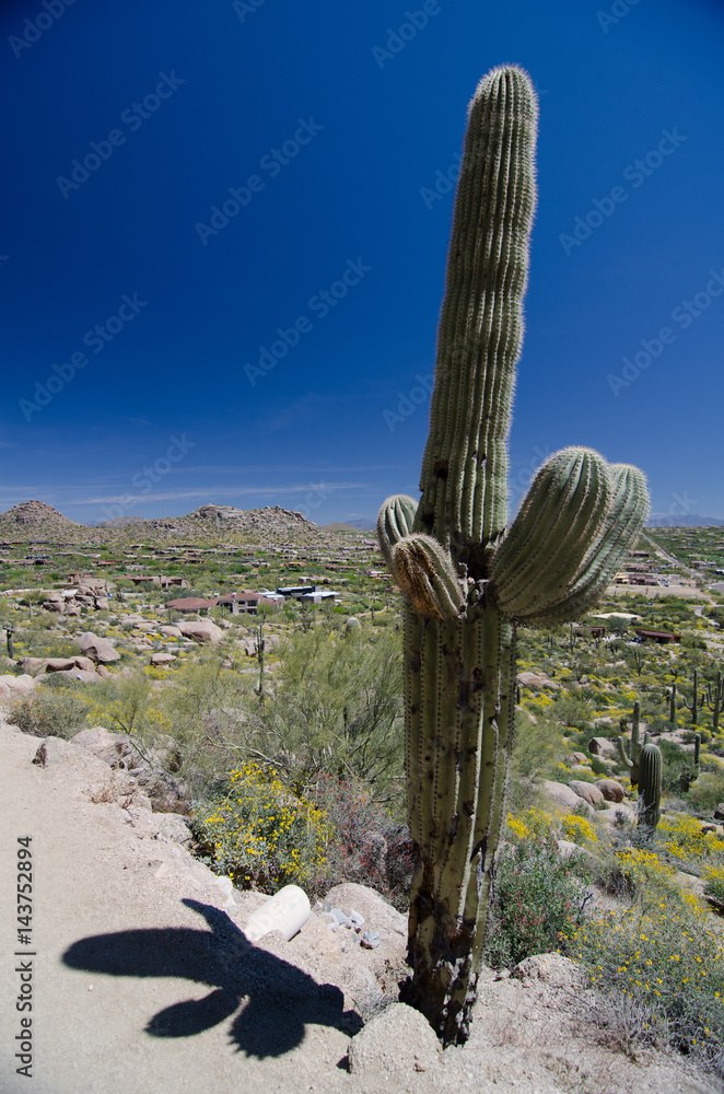 Impressive saguaro on Pinnacle Peak park trail Impressive saguaro on Pinnacle Peak park trail