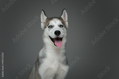 Fototapeta Naklejka Na Ścianę i Meble -  Cute husky puppy dog