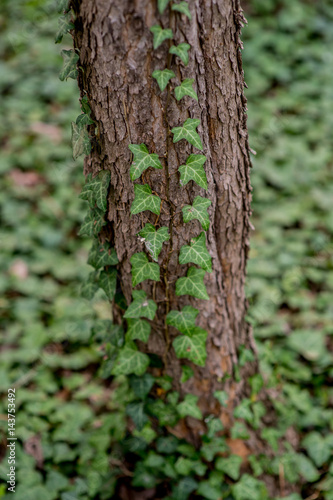 Ivy on the tree