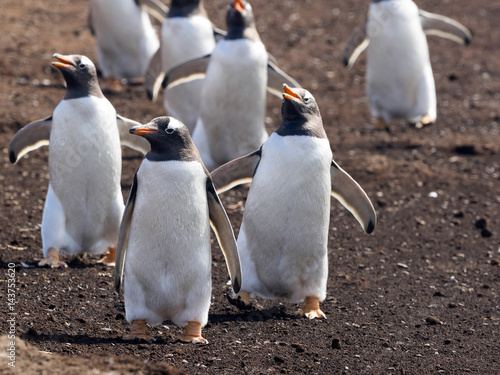 Gentoo penguin  Pygoscelis Papua  on the Sea Lion Island  Falkland   Malvinas