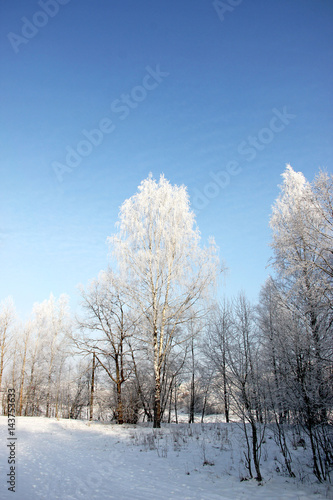 Winter snow forest in sunny weather.