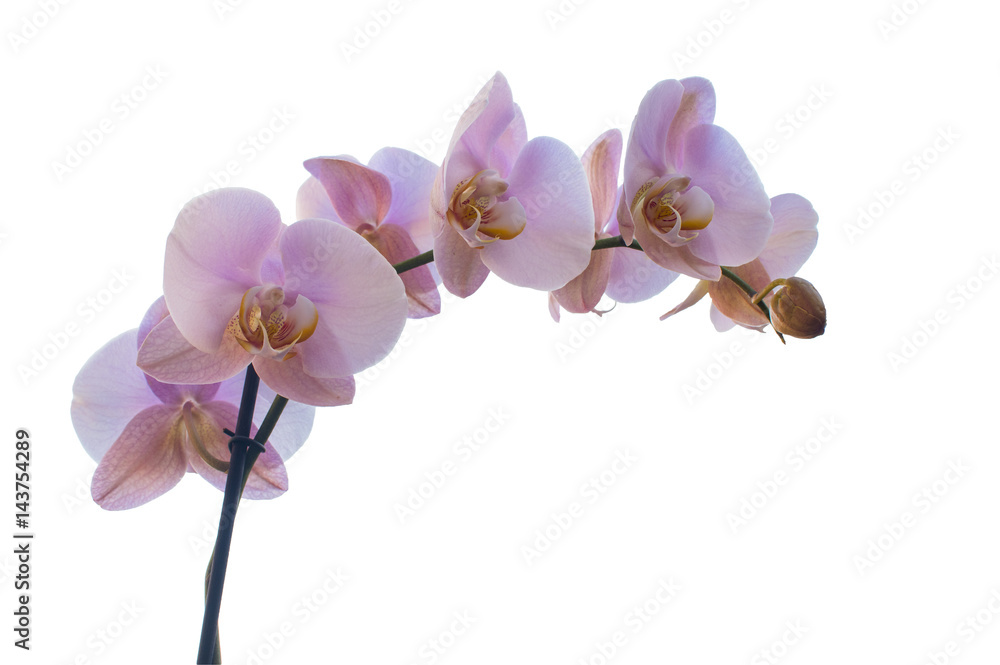 Orquídeas rosas adorno floral mindfullness Orquídeas rosas adorno floral mindfullness