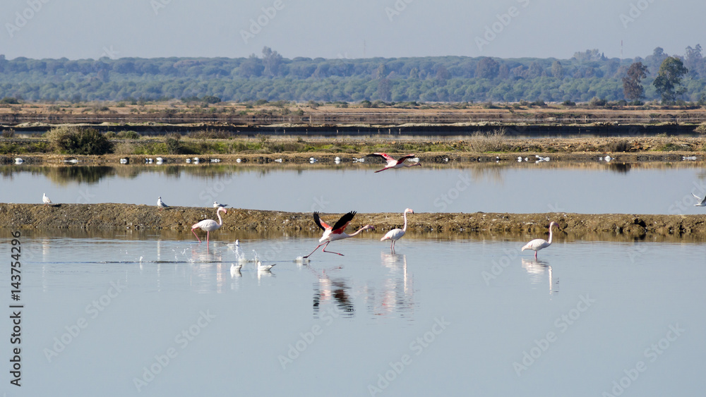 Odiel marshes in Huelva