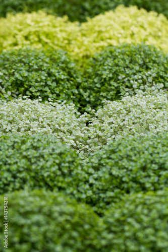 A full frame image of various plants showing different shades of green in a nature background image.