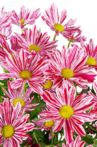 Flower pink chrysanthemums on a white background