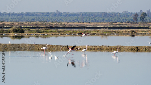 Odiel marshes in Huelva photo