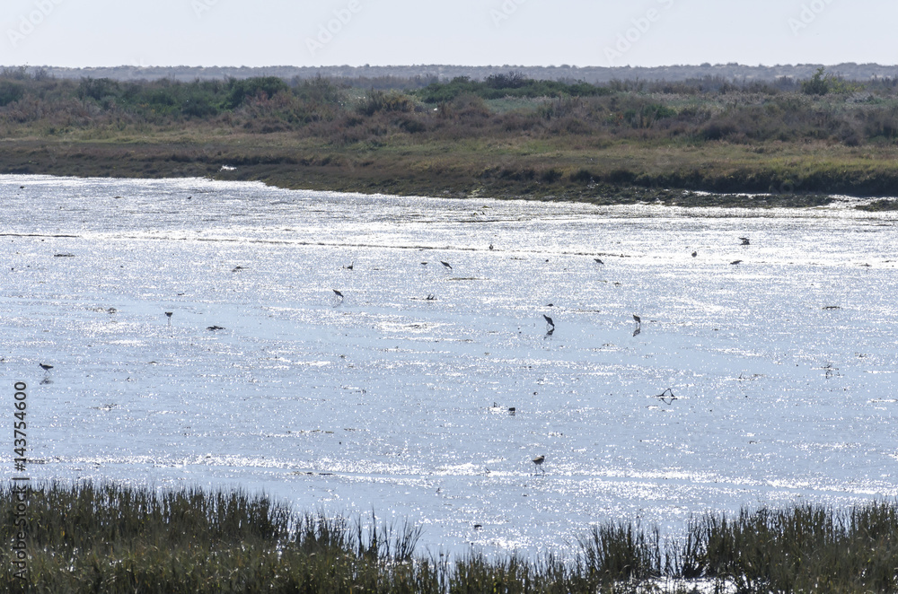 Odiel marshes in Huelva