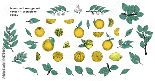 Vector hand drawn set with leaves and orange fruits. Vintage illustration.