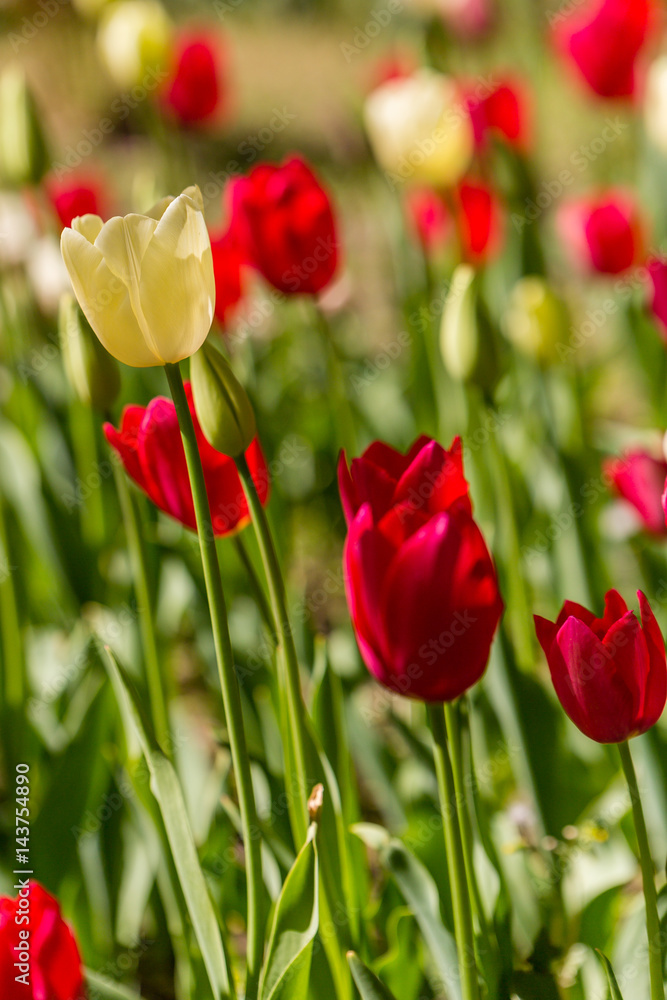 Tulip flowers grown in a garden. Tulip flowers grown in a garden.
