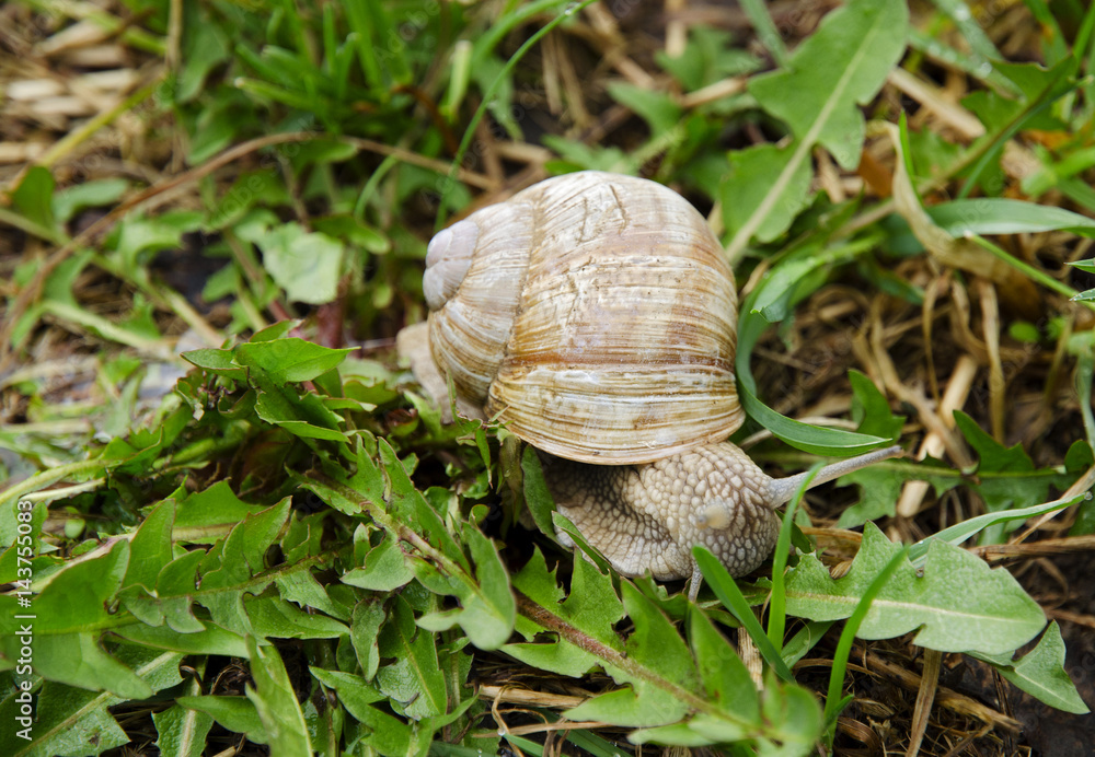 Closeup view of a snail with dandelion leaves and grass in the garden on a spring day after rain Closeup view of a snail with dandelion leaves and grass in the garden on a spring day after rain