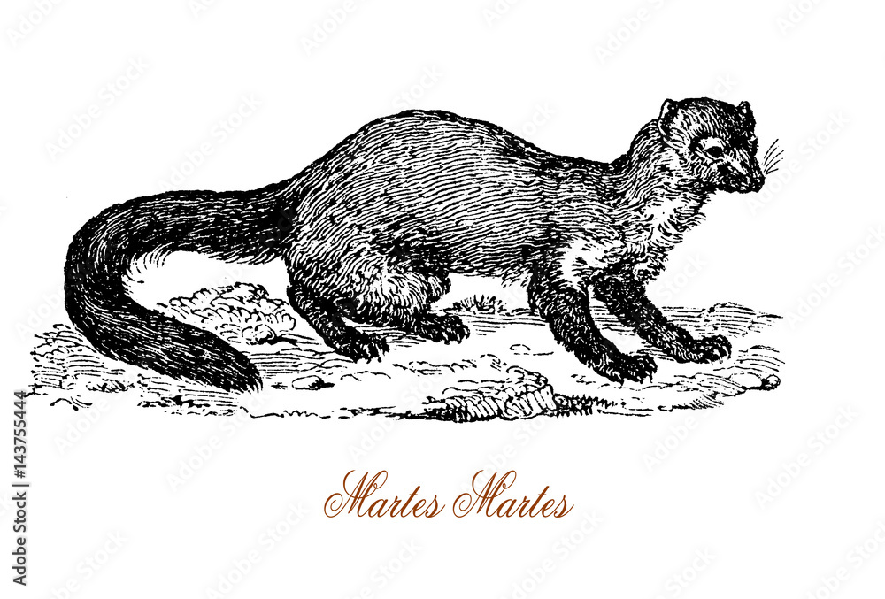 Obraz premium The European pine marten (Martes martes) is an animal native to Northern Europe belonging to the mustelid family, which also includes mink, otter, badger, wolverine and weasel.