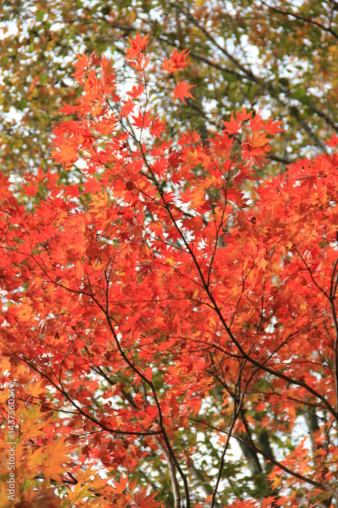 日を浴びる紅葉(宮城県) 日を浴びる紅葉(宮城県)