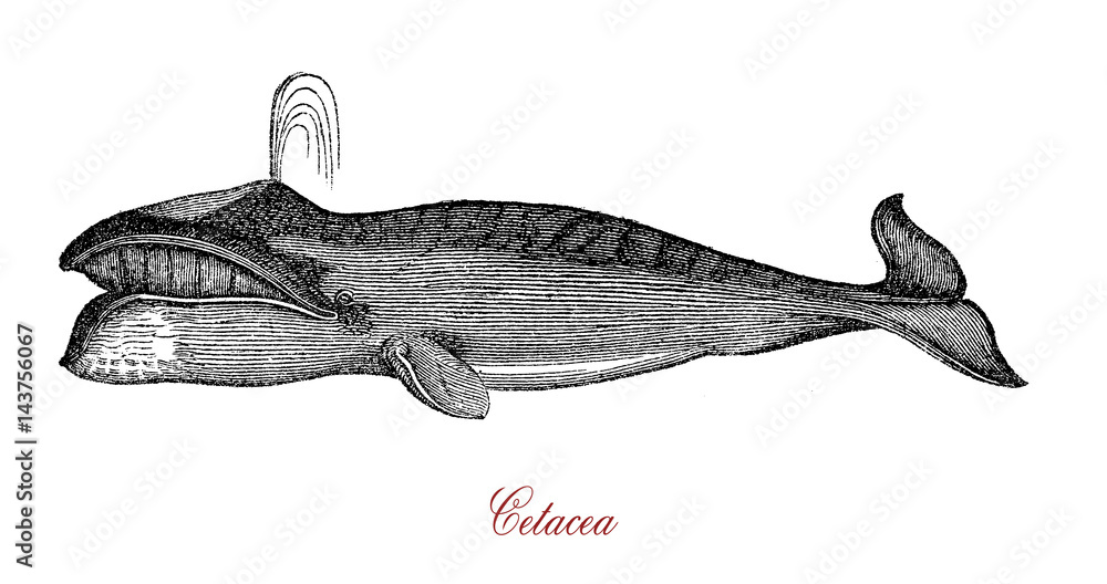 Naklejka premium Cetacea are a widely distributed and diverse clade of aquatic mammals that consists of whales, dolphins, and porpoises. Cetaceans are carnivorous and finned.