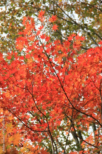 日を浴びる紅葉(宮城県)