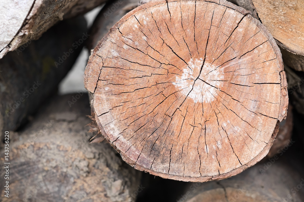 Cut tree trunk. Cut tree trunk.