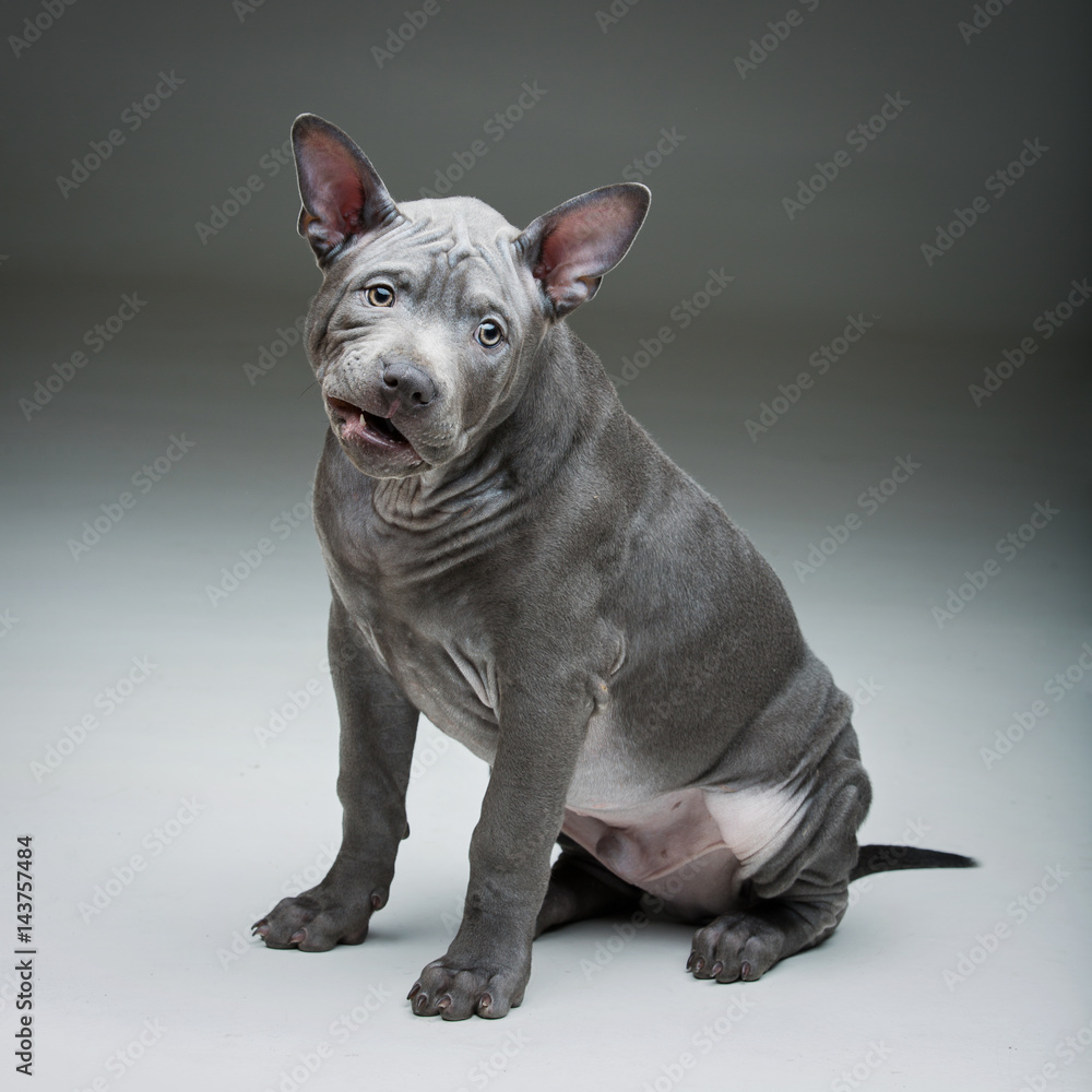 Fototapeta premium Thai ridgeback puppy