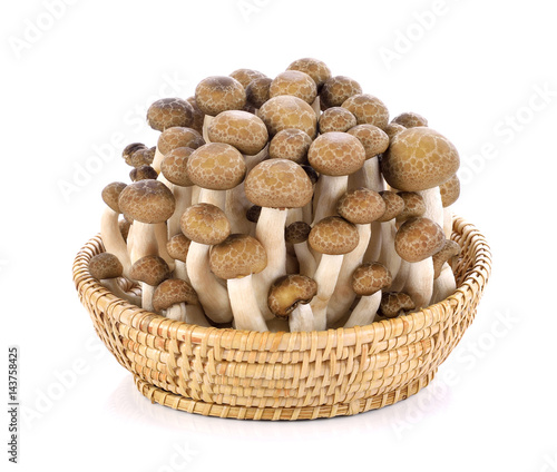 shimeji mushrooms brown varieties isolated on white background