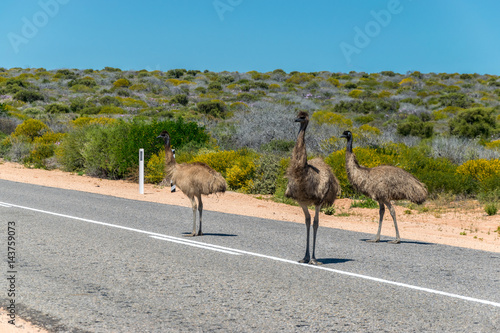 Three emus blocking the road in Western Australia