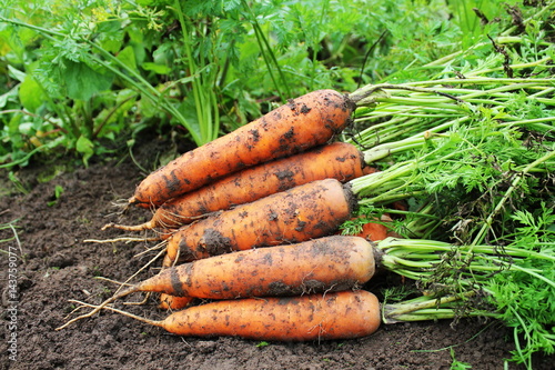 Harvesting carrots. Fresh carrots lying on ground.