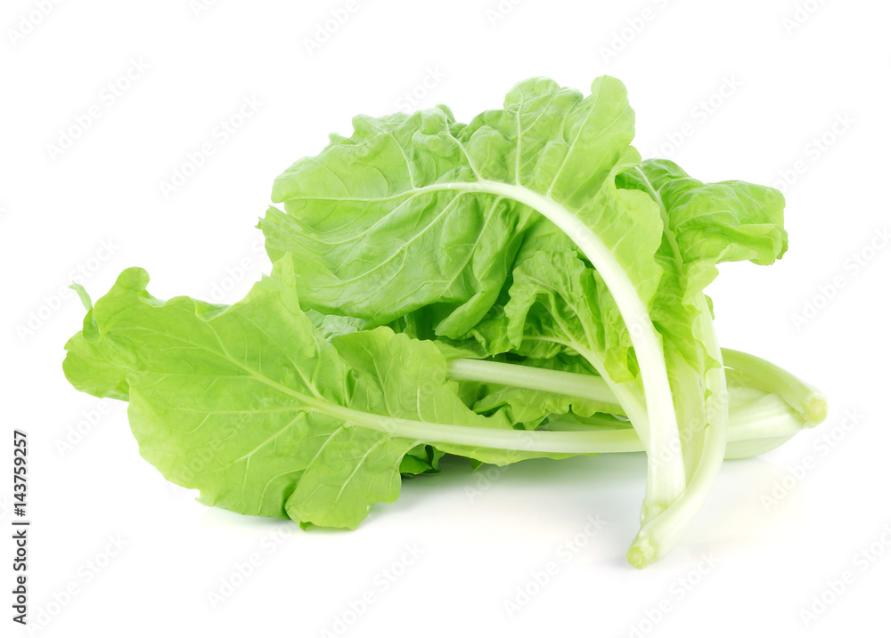 lettuce leaves isolated on white background lettuce leaves isolated on white background