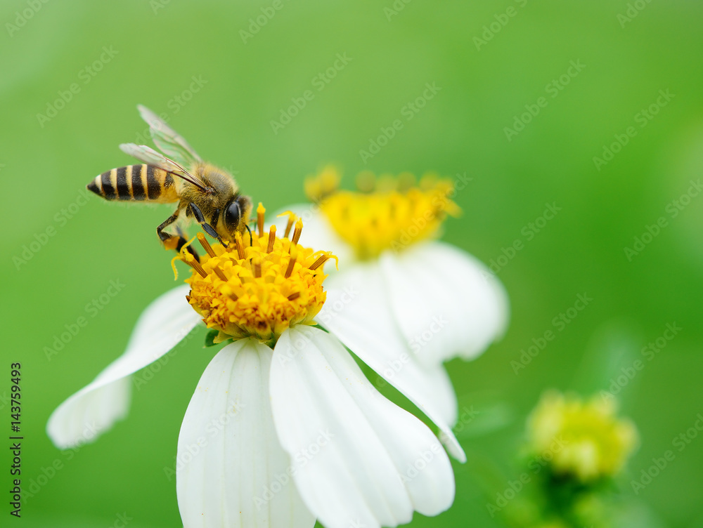 bee on wild flower pollens with green background. bee on wild flower pollens with green background.