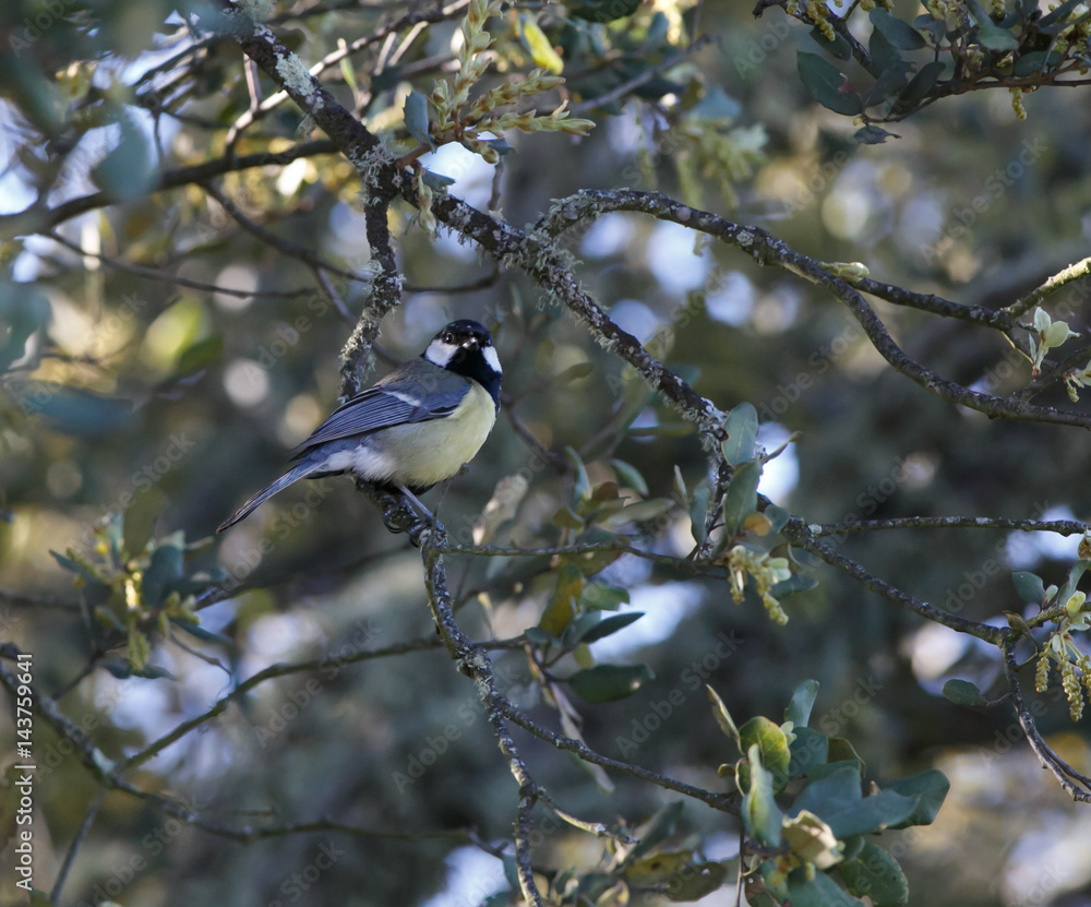 Obraz premium Parus major