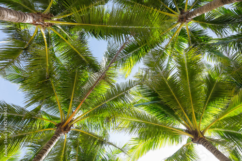 Coconut palm tree.